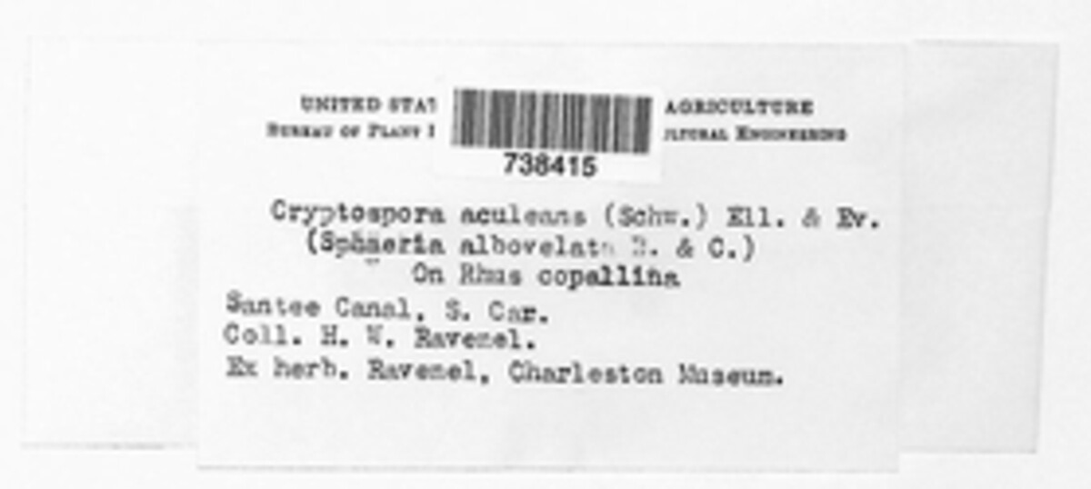 Synnemasporella aculeans image